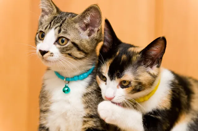 コンサルティング/講師